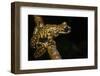 Prince Charles Stream Frog, Ecuador. Threatened Species Due to Habitat Loss-Pete Oxford-Framed Photographic Print