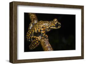 Prince Charles Stream Frog, Ecuador. Threatened Species Due to Habitat Loss-Pete Oxford-Framed Photographic Print