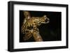 Prince Charles Stream Frog, Ecuador. Threatened Species Due to Habitat Loss-Pete Oxford-Framed Photographic Print