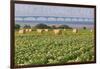 Prince Edward Island - Confederation Bridge and Hay Bales-Lantern Press-Framed Art Print