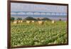 Prince Edward Island - Confederation Bridge and Hay Bales-Lantern Press-Framed Art Print