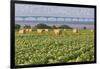 Prince Edward Island - Confederation Bridge and Hay Bales-Lantern Press-Framed Art Print