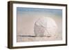 Prince Edward Island - Sand Dollar-Lantern Press-Framed Art Print