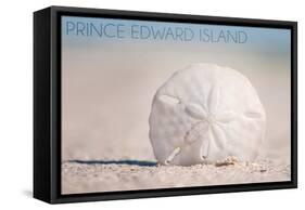 Prince Edward Island - Sand Dollar-Lantern Press-Framed Stretched Canvas