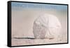 Prince Edward Island - Sand Dollar-Lantern Press-Framed Stretched Canvas