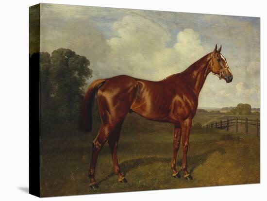 Prince Hatzfeldt's Chestnut Gelding 'Ascetic's Silver' in a Paddock-Emil Adam-Stretched Canvas