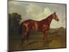 Prince Hatzfeldt's Chestnut Gelding 'Ascetic's Silver' in a Paddock-Emil Adam-Mounted Premium Giclee Print