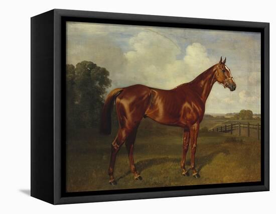 Prince Hatzfeldt's Chestnut Gelding 'Ascetic's Silver' in a Paddock-Emil Adam-Framed Stretched Canvas