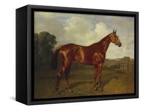 Prince Hatzfeldt's Chestnut Gelding 'Ascetic's Silver' in a Paddock-Emil Adam-Framed Stretched Canvas