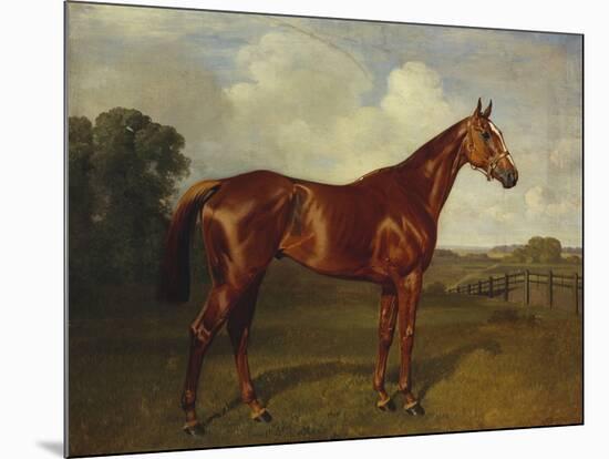 Prince Hatzfeldt's Chestnut Gelding 'Ascetic's Silver' in a Paddock-Emil Adam-Mounted Giclee Print