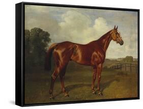 Prince Hatzfeldt's Chestnut Gelding 'Ascetic's Silver' in a Paddock-Emil Adam-Framed Stretched Canvas