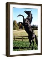 Prince Noir Black Beauty De Caroline Thompson Avec Le Cheval Prince Noir En Train De Se Cabrer 1994-null-Framed Photo