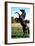 Prince Noir Black Beauty De Caroline Thompson Avec Le Cheval Prince Noir En Train De Se Cabrer 1994-null-Framed Photo