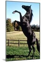 Prince Noir Black Beauty De Caroline Thompson Avec Le Cheval Prince Noir En Train De Se Cabrer 1994-null-Mounted Photo