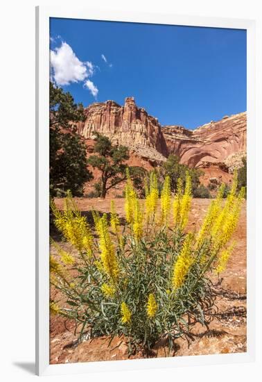 Prince's Plume Wild Flowers, Capitol Reef National Park, Utah-Michael DeFreitas-Framed Photographic Print