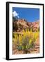 Prince's Plume Wild Flowers, Capitol Reef National Park, Utah-Michael DeFreitas-Framed Photographic Print