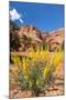 Prince's Plume Wild Flowers, Capitol Reef National Park, Utah-Michael DeFreitas-Mounted Photographic Print