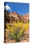 Prince's Plume Wild Flowers, Capitol Reef National Park, Utah-Michael DeFreitas-Stretched Canvas