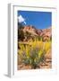 Prince's Plume Wild Flowers, Capitol Reef National Park, Utah-Michael DeFreitas-Framed Photographic Print