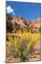 Prince's Plume Wild Flowers, Capitol Reef National Park, Utah-Michael DeFreitas-Mounted Photographic Print