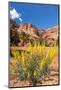 Prince's Plume Wild Flowers, Capitol Reef National Park, Utah-Michael DeFreitas-Mounted Photographic Print