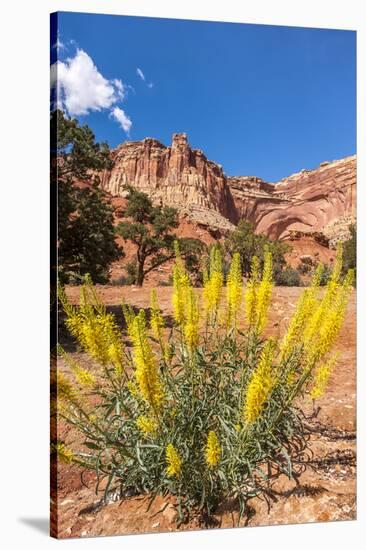 Prince's Plume Wild Flowers, Capitol Reef National Park, Utah-Michael DeFreitas-Stretched Canvas