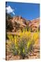 Prince's Plume Wild Flowers, Capitol Reef National Park, Utah-Michael DeFreitas-Stretched Canvas