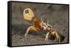 Princely fiddler crab, Baja California Peninsula, Mexico-Claudio Contreras-Framed Stretched Canvas