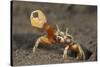 Princely fiddler crab, Baja California Peninsula, Mexico-Claudio Contreras-Stretched Canvas