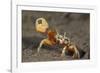 Princely fiddler crab, Baja California Peninsula, Mexico-Claudio Contreras-Framed Photographic Print