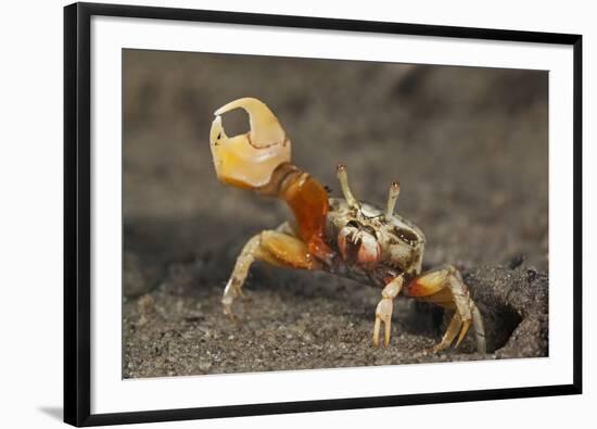 Princely fiddler crab, Baja California Peninsula, Mexico-Claudio Contreras-Framed Photographic Print