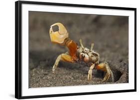 Princely fiddler crab, Baja California Peninsula, Mexico-Claudio Contreras-Framed Photographic Print