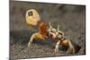 Princely fiddler crab, Baja California Peninsula, Mexico-Claudio Contreras-Mounted Photographic Print