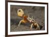 Princely fiddler crab, Baja California Peninsula, Mexico-Claudio Contreras-Framed Photographic Print