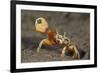 Princely fiddler crab, Baja California Peninsula, Mexico-Claudio Contreras-Framed Photographic Print