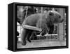 Princess Anne's Bear on His Swing-null-Framed Stretched Canvas