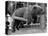 Princess Anne's Bear on His Swing-null-Stretched Canvas