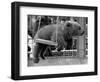 Princess Anne's Bear on His Swing-null-Framed Photographic Print