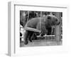 Princess Anne's Bear on His Swing-null-Framed Photographic Print