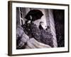 Princess Diana Turns on the Christmas Lights on Regent Street-null-Framed Photographic Print