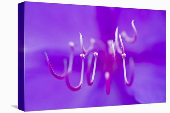 Princess Flower (Tibouchina Semidecandra) Close-Up, Madeira, March 2009-Radisics-Stretched Canvas