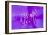 Princess Flower (Tibouchina Semidecandra) Close-Up, Madeira, March 2009-Radisics-Framed Photographic Print