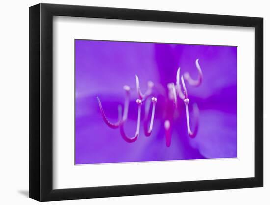 Princess Flower (Tibouchina Semidecandra) Close-Up, Madeira, March 2009-Radisics-Framed Photographic Print