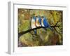 Print Art Bluebird Trio-Blenda Tyvoll-Framed Art Print