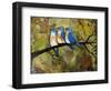 Print Art Bluebird Trio-Blenda Tyvoll-Framed Art Print