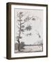 Print Engraving of the Mecco and Kishee Kishee Monkeys-William Blake-Framed Giclee Print