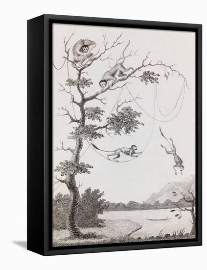 Print Engraving of the Mecco and Kishee Kishee Monkeys-William Blake-Framed Stretched Canvas