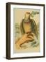 Print of a Dove Resting on a Woman's Hand-null-Framed Giclee Print