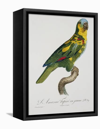 Print of an Amazon Parrot by Jacques Barraband-Stapleton Collection-Framed Stretched Canvas