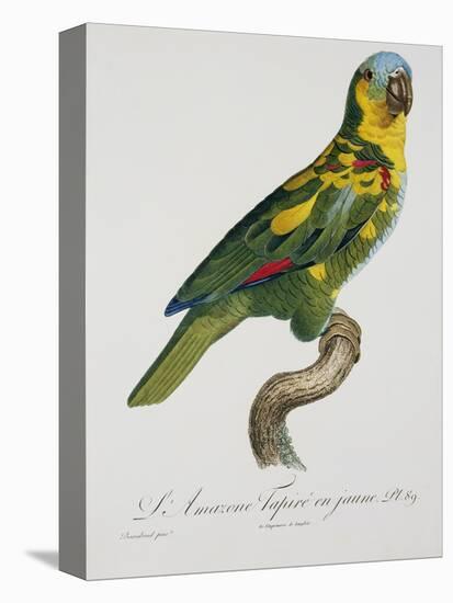 Print of an Amazon Parrot by Jacques Barraband-Stapleton Collection-Stretched Canvas